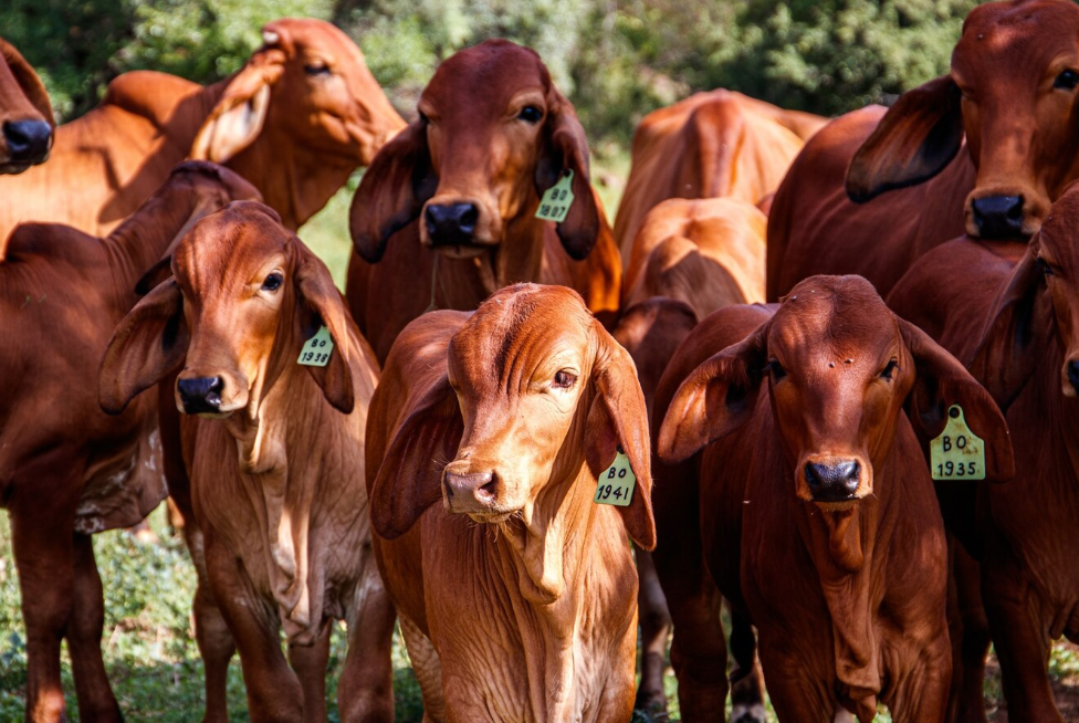 Nigeria Imports Danish Cattle to Revamp Dairy Industry and Slash $1.5 Billion Import Bill