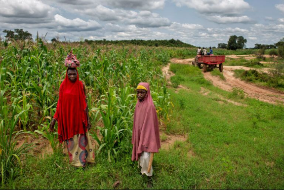 Food Insecurity Worsens Amid Low Crop Yields in Nigeria